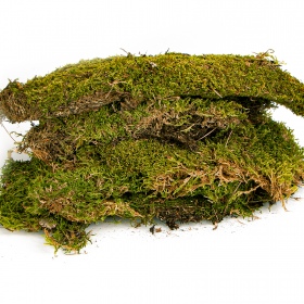 Terrario North King Moss 25g