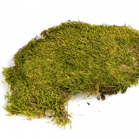 Terrario North King Moss 25g