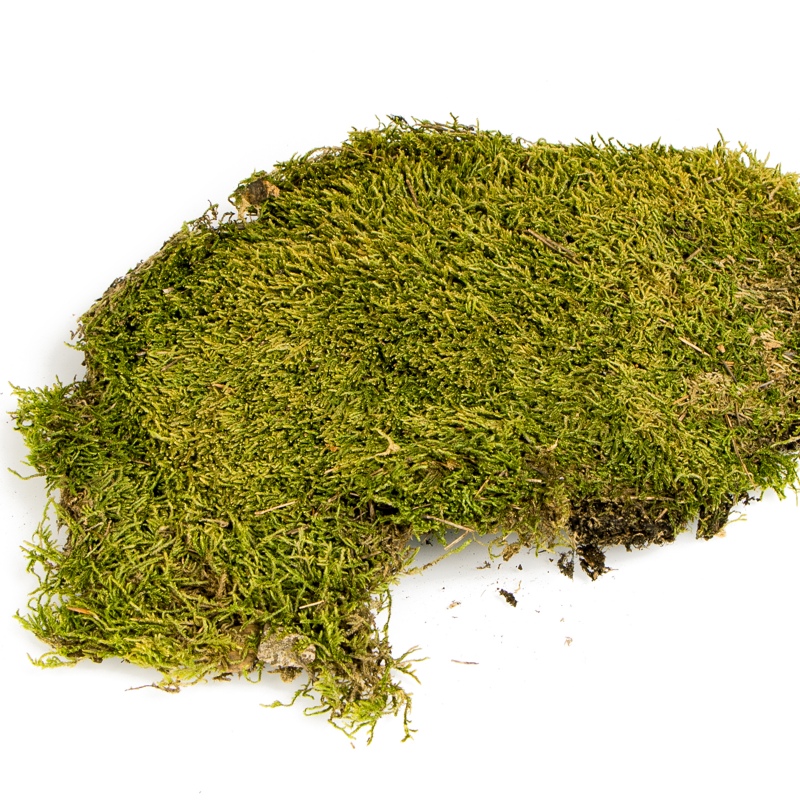 Terrario North King Moss 25g - Muschio Naturale