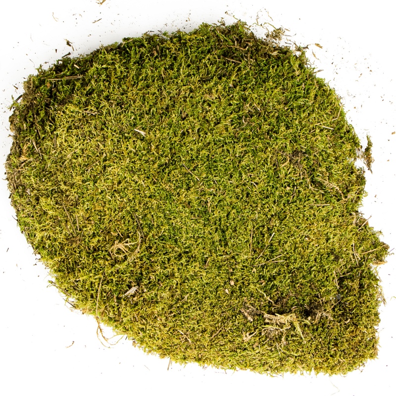 Terrario North King Moss 25g - Muschio Naturale