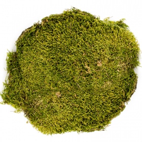 Terrario North King Moss 25g - sambliku leht