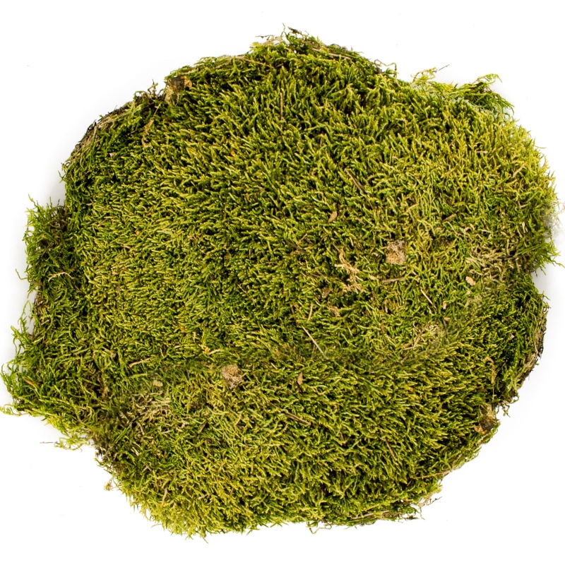 Terrario North King Moss 25g