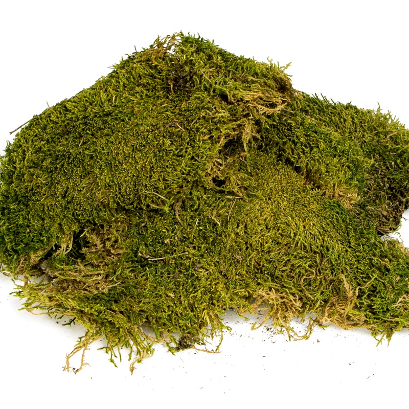 Terrario North King Moss 25g - sambliku leht