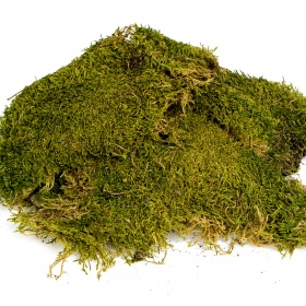 Muschio naturale 100g per terrari