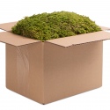 Terrario North King Moss Box 4l - tropischer Mechanismus