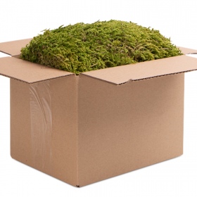 Terrario North King Moss Box 4l