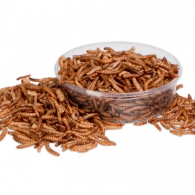 Terrario Mealworms dla Gadów i Płazów