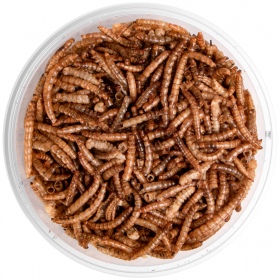 Terrario Repti Bites Mealworms 125ml