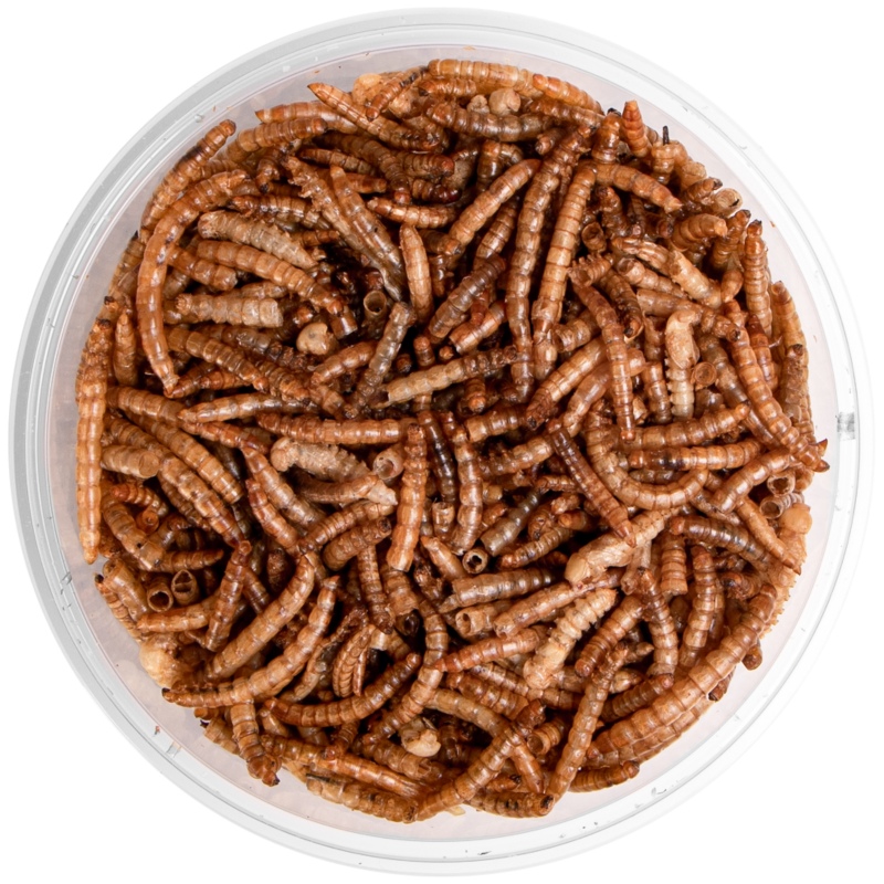 Terrario Mealworms dla Gadów i Płazów