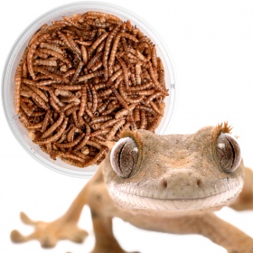 Terrario Mealworms dla Gadów i Płazów