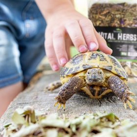 Terrario Vital Herbs 80g voor schildpadden