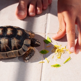 Terrario Erbe Vitali per Tartarughe