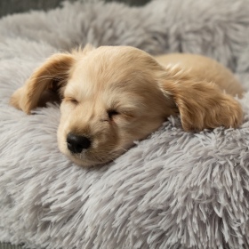 Furrever Friends Fluffy Bed für Hunde und Katzen