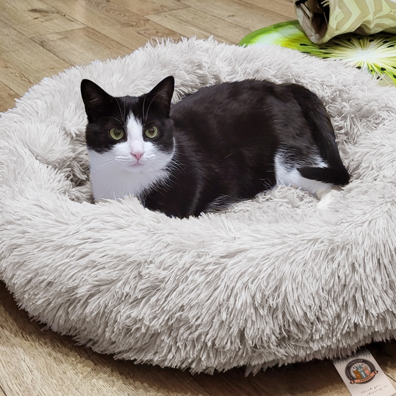 Furrever Friends Fluffy Bed für Hunde und Katzen