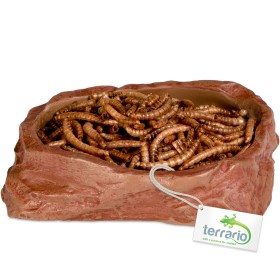 Terrario Natural Bowl M - Schale für kleine Reptilien