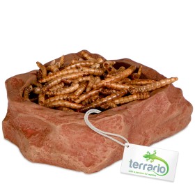 Terrario Natural Bowl S для терраріуму