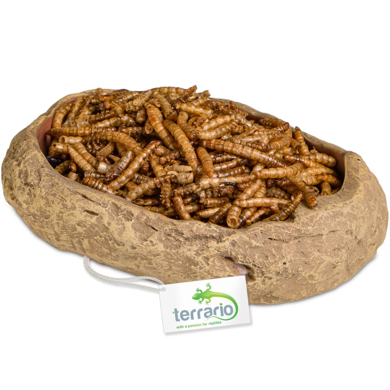 Cuenco Terrario Rock Oasis M de 14,5 cm