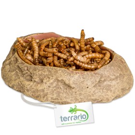 Cuenco Terrario Rock Oasis S - 10x6,5x2,5 cm