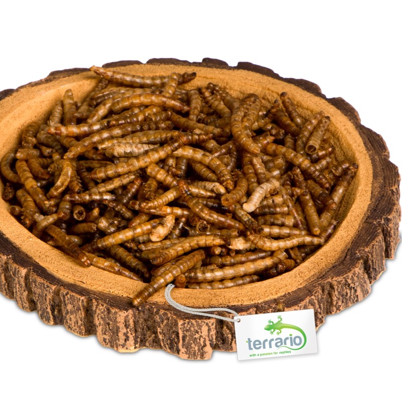 Ciotola per Terrario Tree Ring Bowl