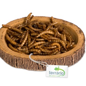 Terrario Tree Ring Bowl S - Miska