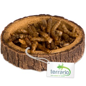 Terrario Ciotola Anello d'Albero XS