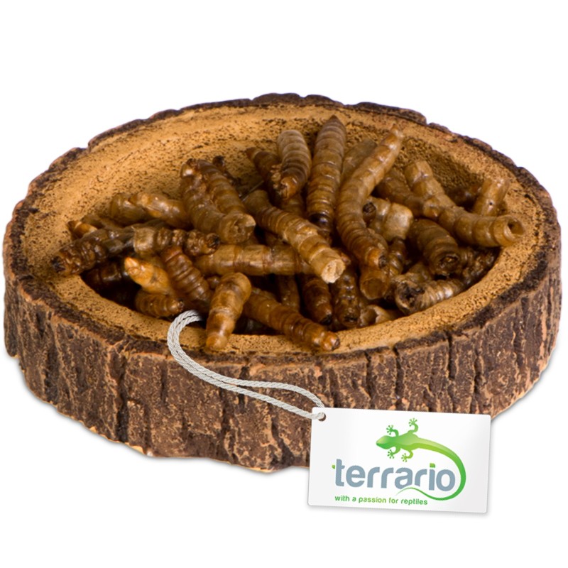 Terrario Tazón de Anillo de Árbol XS