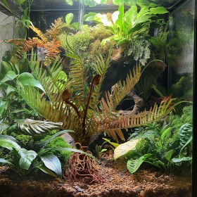 Terrario Giant Fern 40x14x41 cm