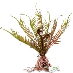 Terrario Giant Fern voor terrariumdecoratie