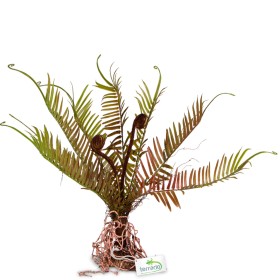 Terrario Giant Fern voor terrariumdecoratie