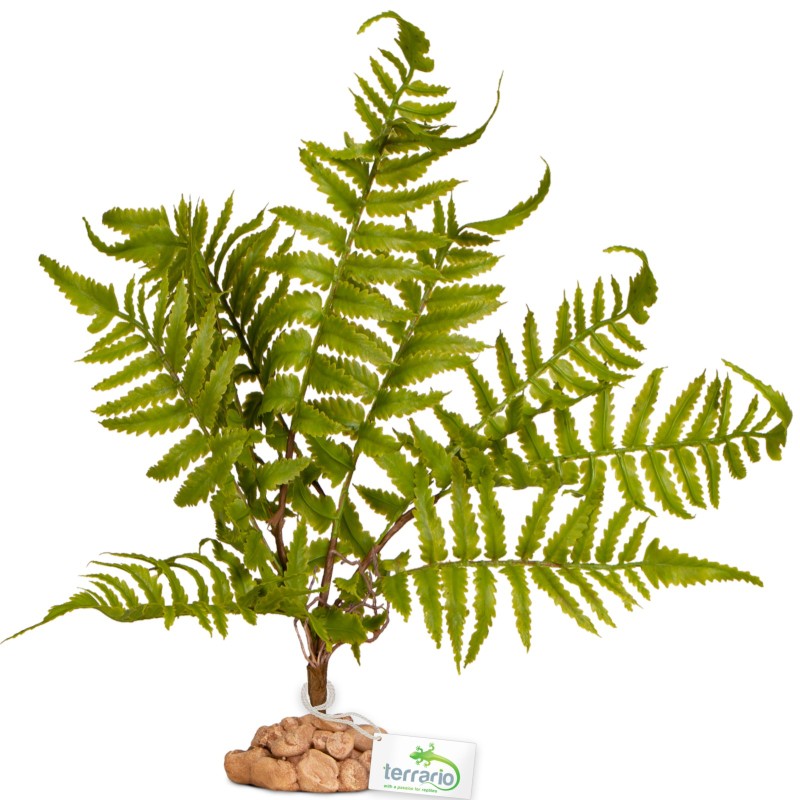 Terrario Fern Tree for Terrariums