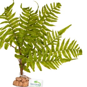 Terrario Fern Tree for Terrariums