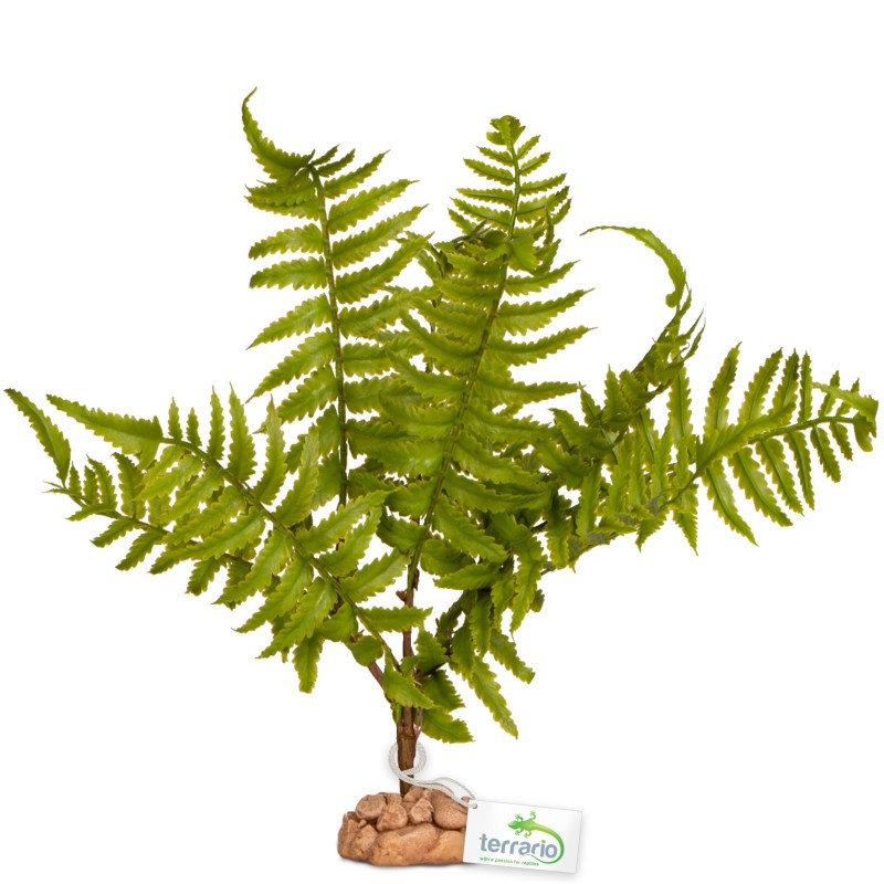 Terrario Fern Tree for Terrariums