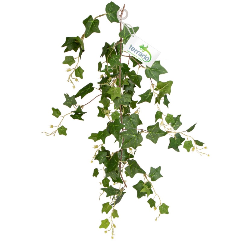 Terrario Hanging Ivy 75 cm