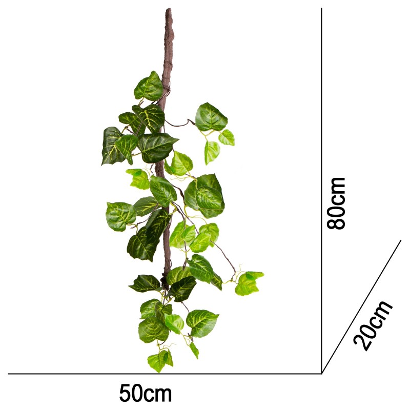 Terrario Hängande Murgröna 80 cm