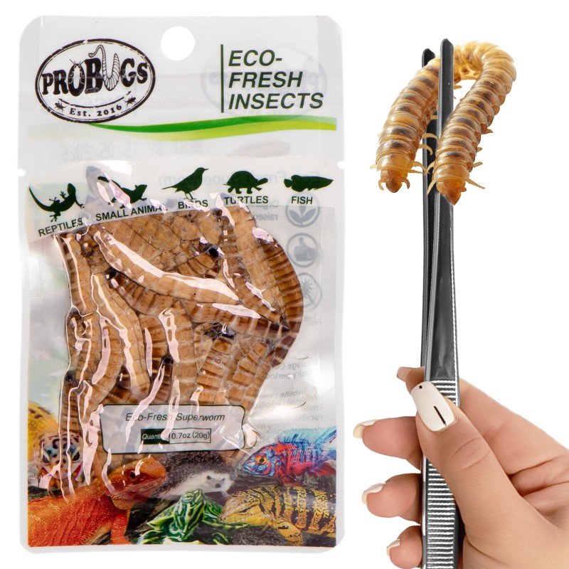 ProBugs Eco-Fresh Superworm 20g - fresh larvae of the woodworm.