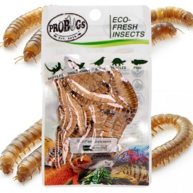 ProBugs Eco-Fresh Superworm 20g - švieži medienos kirmėlės lervos