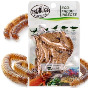 ProBugs Eco-Fresh Superworm 20g - fresh larvae of the woodworm.