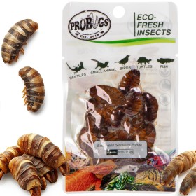 ProBugs Eco-Fresh Šilkverpių 15g - švieži šilkverpių lervos