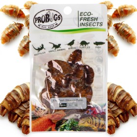 ProBugs Eco-Fresh Шовкопряд 15г - свіжі личинки шовкопряда