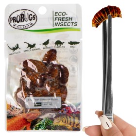 ProBugs Eco-Fresh Zīda tārpi 15g - svaigi zīda tārpi