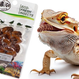 ProBugs Eco-Fresh Šilkverpių 15g - švieži šilkverpių lervos