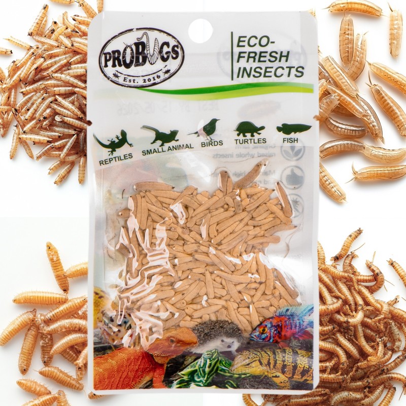 ProBugs Eco-Fresh Riceworm 15g - fresh fly larvae