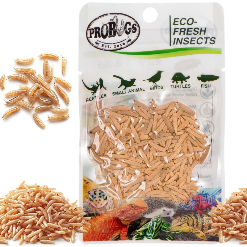 ProBugs Eco-Fresh Riceworm 15g - fresh fly larvae