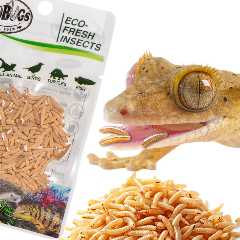 ProBugs Eco-Fresh Riceworm 15g - fresh fly larvae