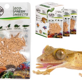 ProBugs Eco-Fresh Riceworm 15g - fresh fly larvae