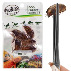 ProBugs Eco-Fresh Дубийский таракан 5шт - свежие аргентинские тараканы