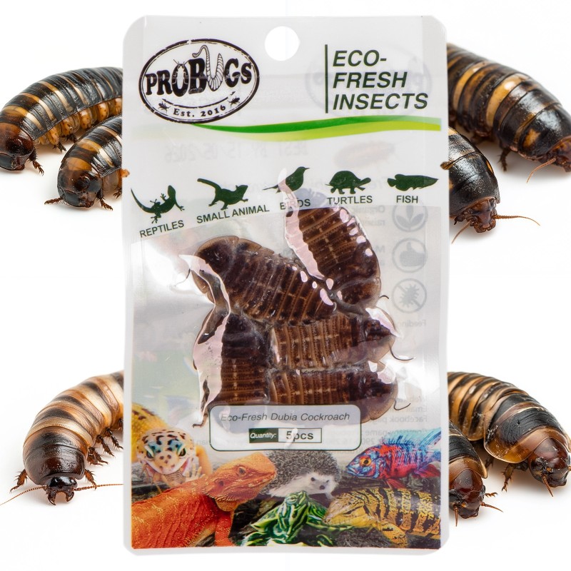 ProBugs Eco-Fresh Dubia csótány 5 db - friss argentinai csótányok