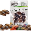 ProBugs Eco-Fresh Дубийски хлебарки 5бр - свежи аргентински хлебарки