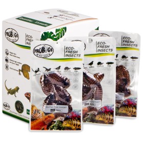 ProBugs Eco-Fresh Dubia Cockroach 5ks - čerstvé argentínske šváby