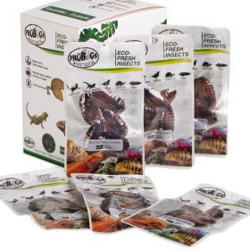 ProBugs Eco-Fresh Dubia Cockroach 5buc - gândaci argentinieni proaspeți